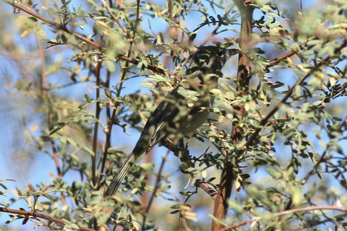 Bell's Vireo - ML645751135
