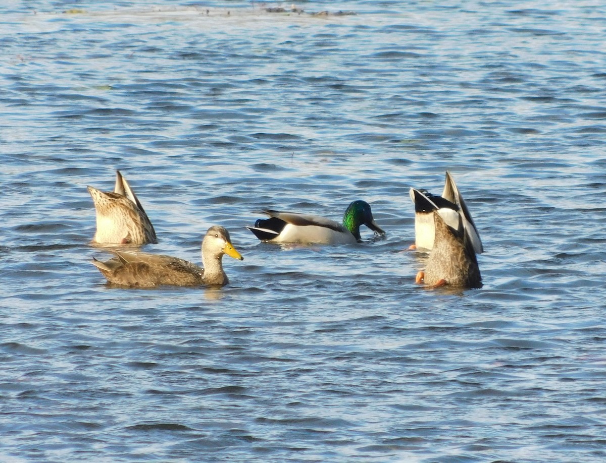 American Black Duck - ML645751142