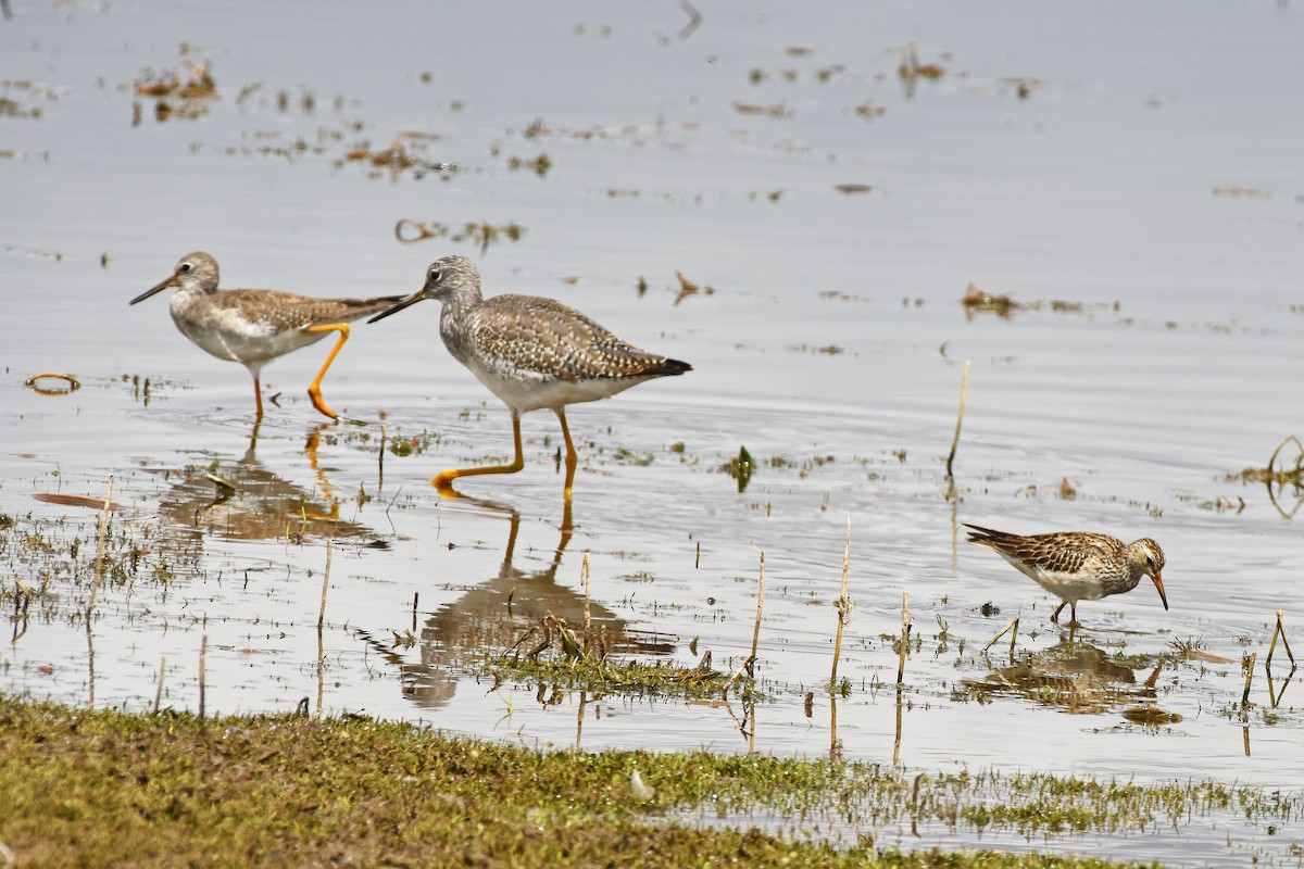 Greater Yellowlegs - ML645751152