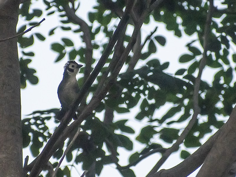 White-faced Ground-Sparrow - ML645751153