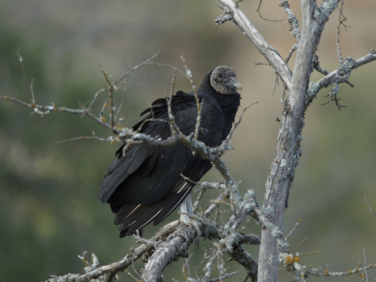 Катарта чорна - ML645751160