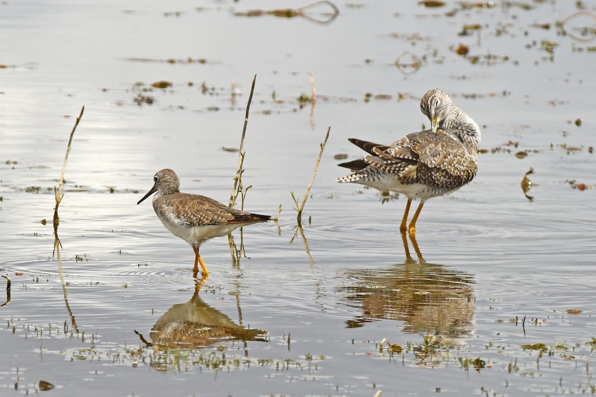Lesser Yellowlegs - ML645751162