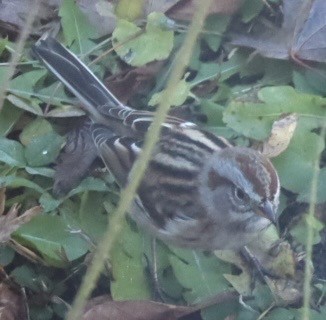 American Tree Sparrow - ML645751187
