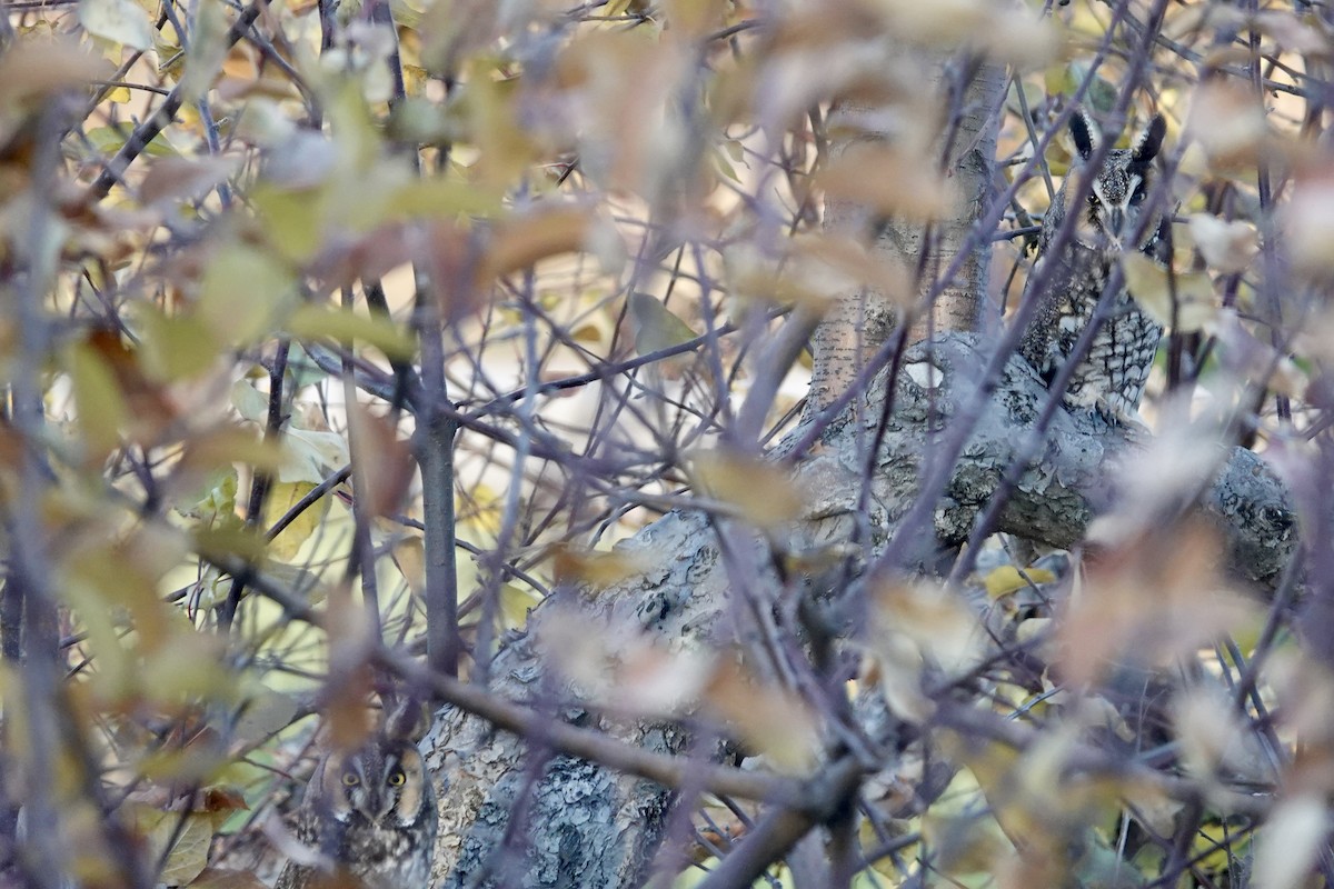 kalous ušatý - ML645751188