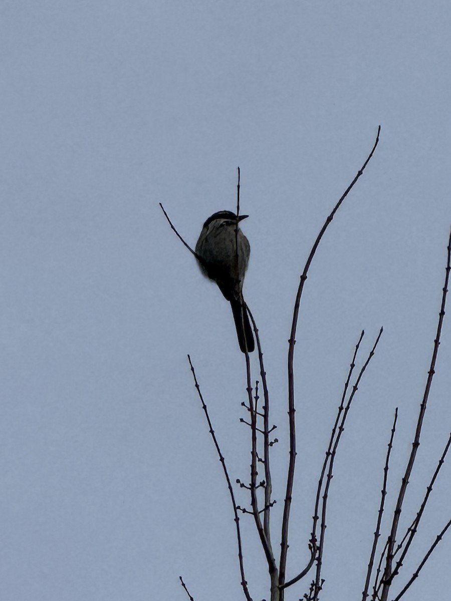 Geai buissonnier - ML645751195