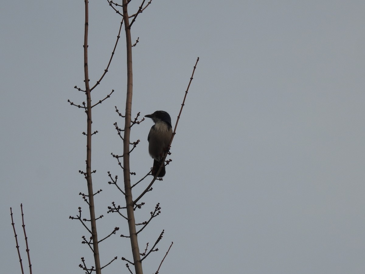 Geai buissonnier - ML645751196