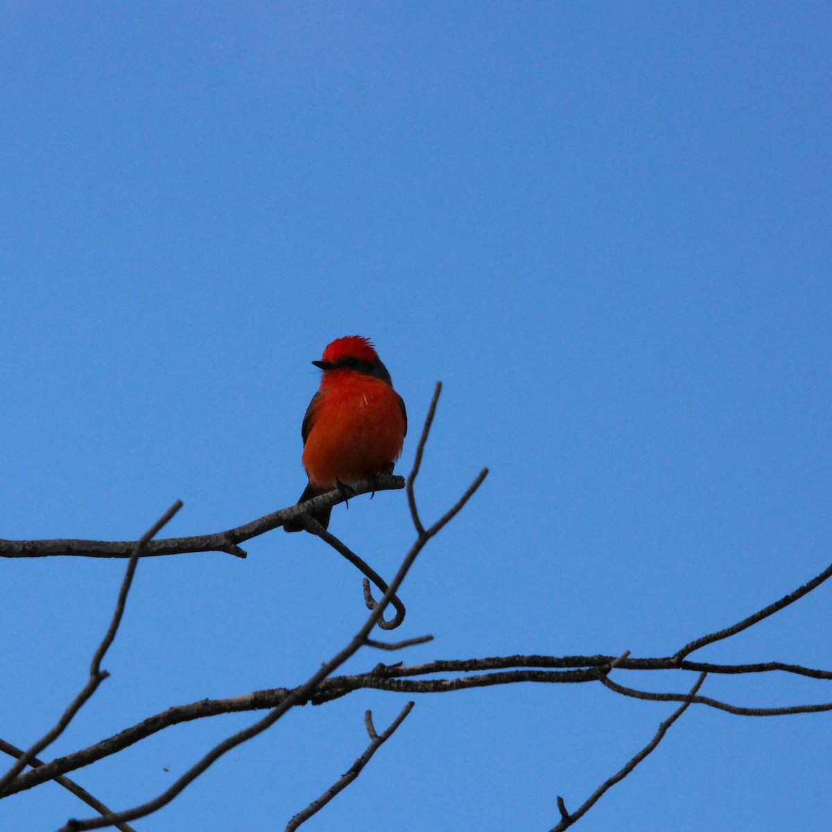 Vermilion Flycatcher - ML645751197