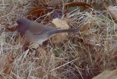 Dark-eyed Junco - ML645751198