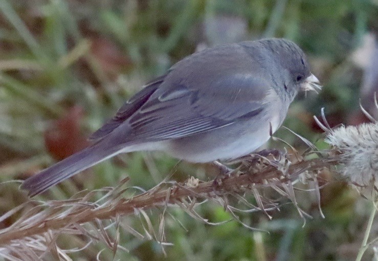 Dark-eyed Junco - ML645751199