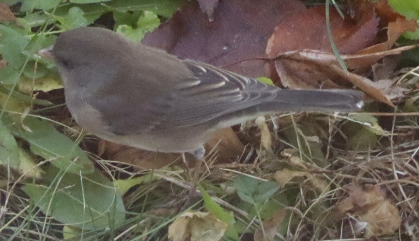 Dark-eyed Junco - ML645751200