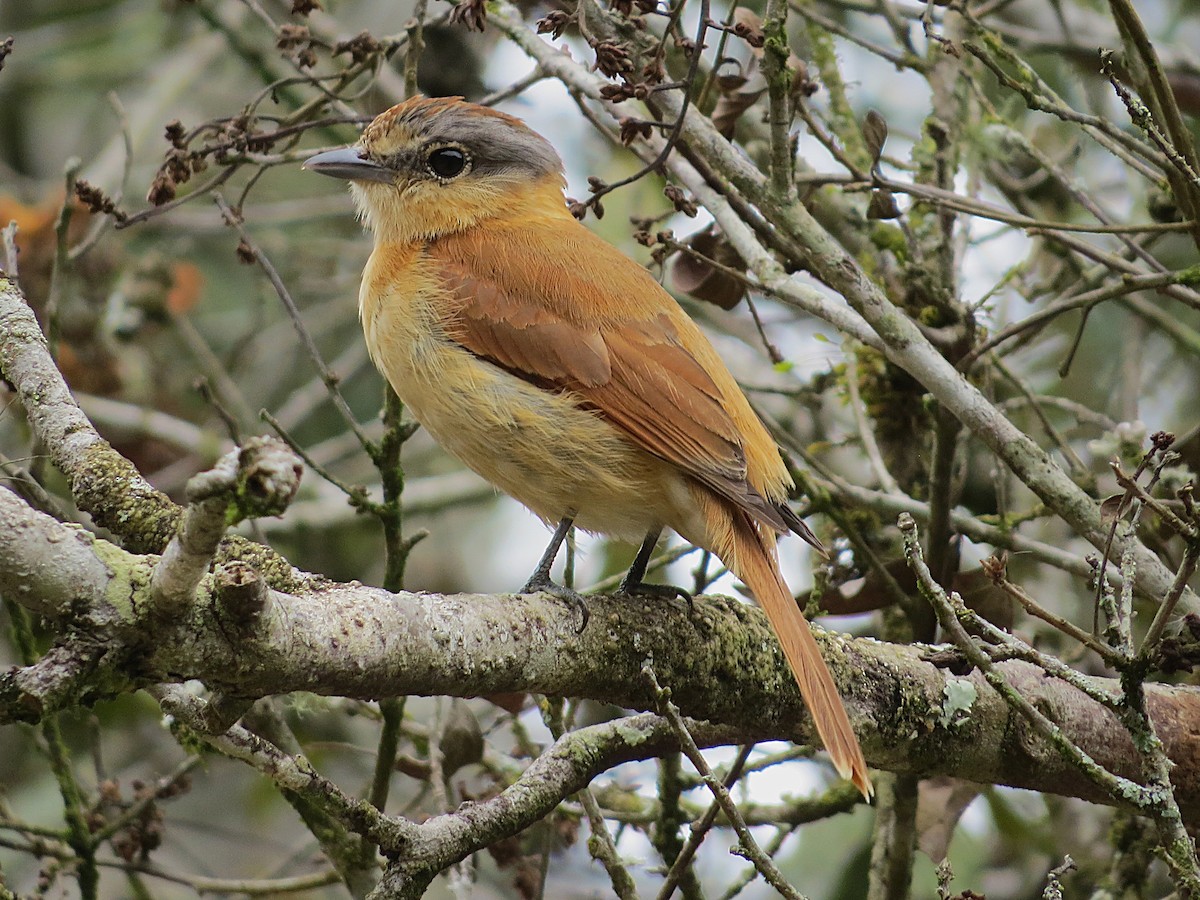 Бекард каштановий - ML645751229