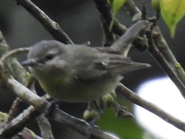 Philadelphia Vireo - ML645751247