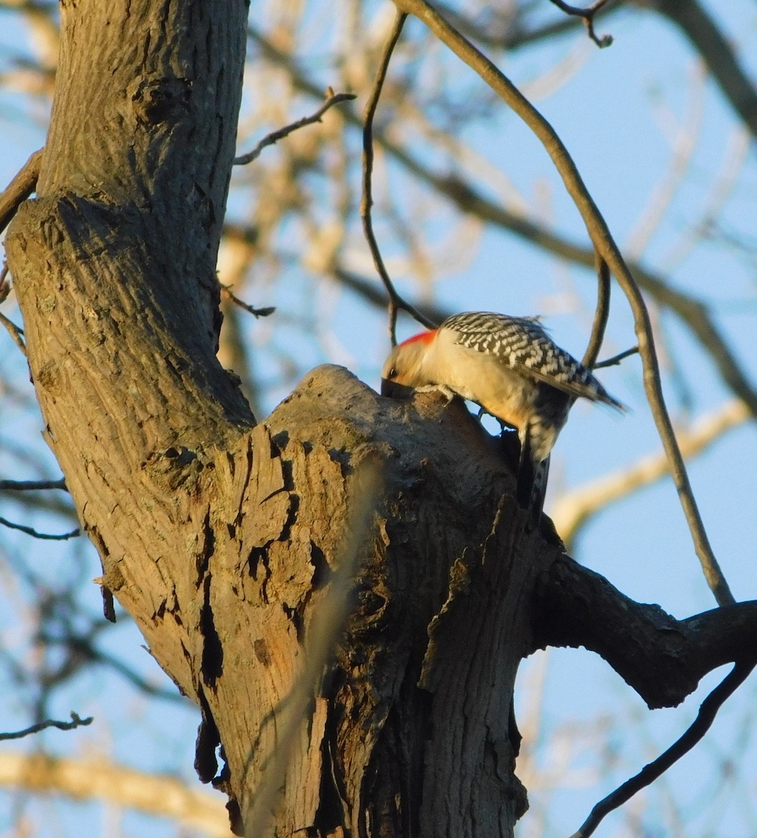 Red-bellied Woodpecker - ML645751254
