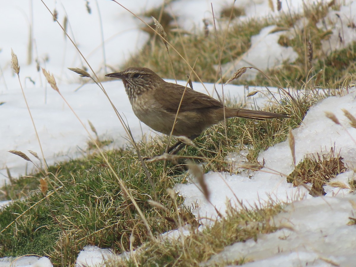 Streak-throated Canastero - ML645751256