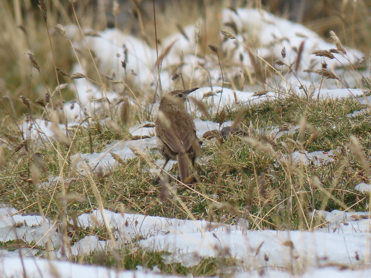 Streak-throated Canastero - ML645751257
