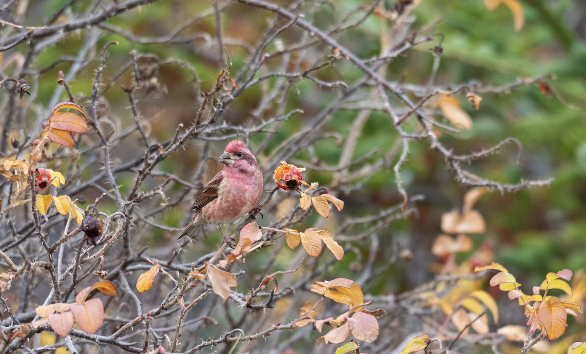 Purple Finch - ML645751258