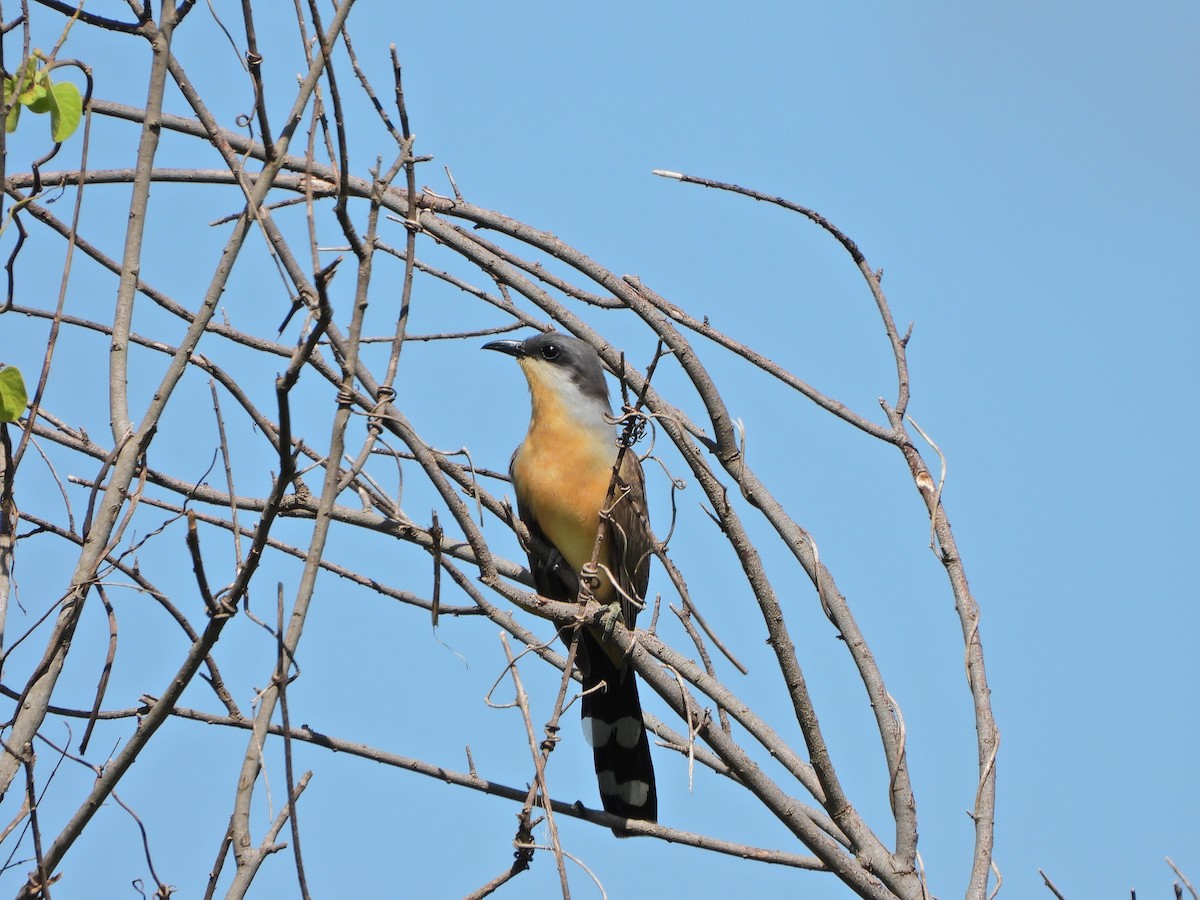 Кукліло бурий - ML645751259