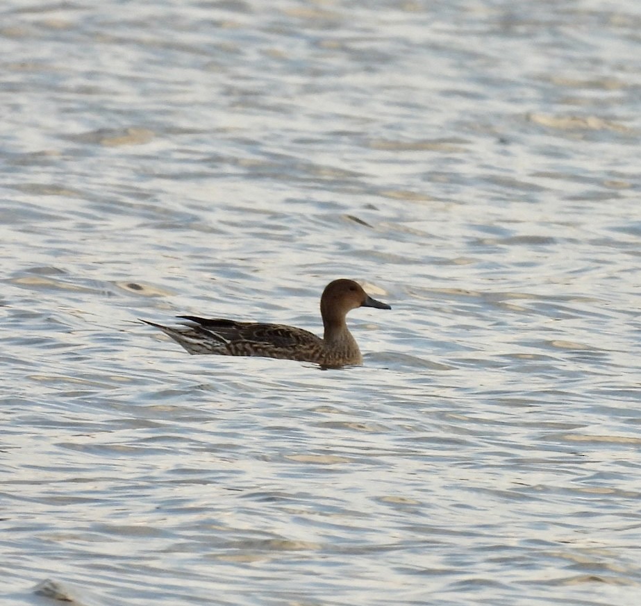 Northern Pintail - ML645751282