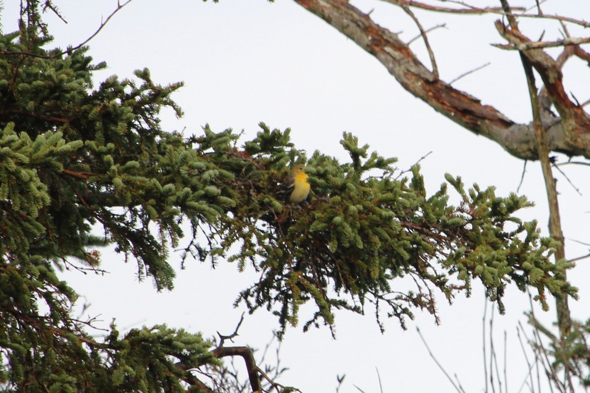 Baltimore Oriole - ML645751283