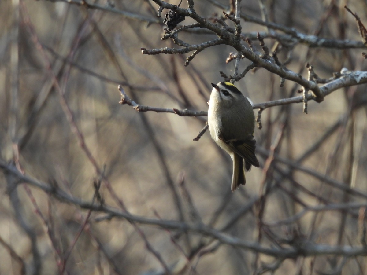 Golden-crowned Kinglet - ML645751285