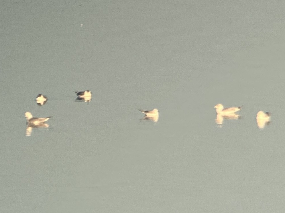 Franklin's Gull - ML645751286