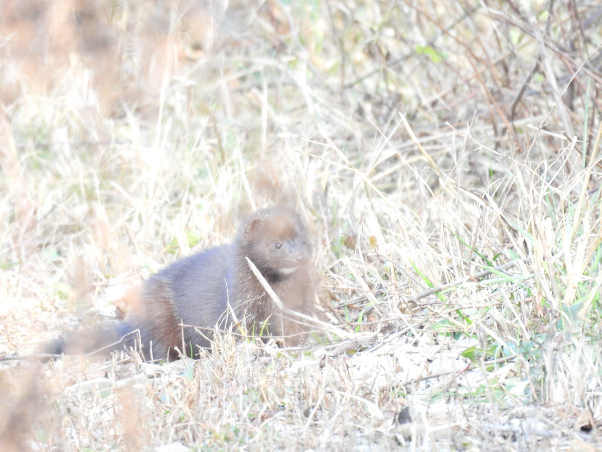 Fisher - ML645751294