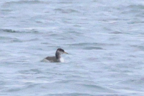 Red-necked Grebe - ML645751297