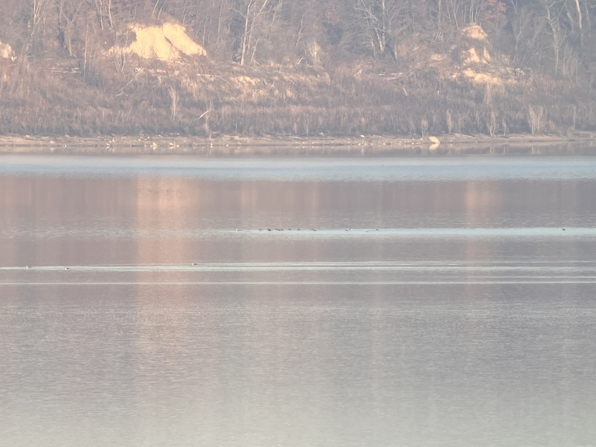 Common Loon - ML645751298