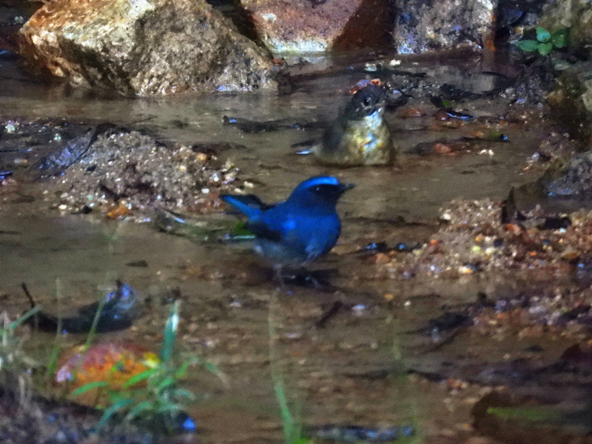 シロハラヒメアオヒタキ - ML645751311