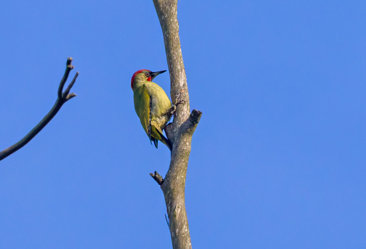 Iberian Green Woodpecker - ML645751330