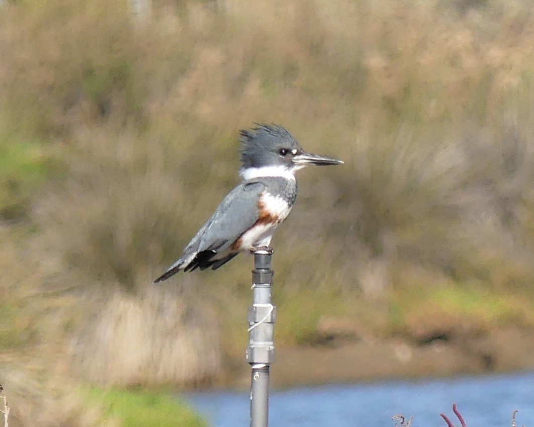Belted Kingfisher - ML645751354