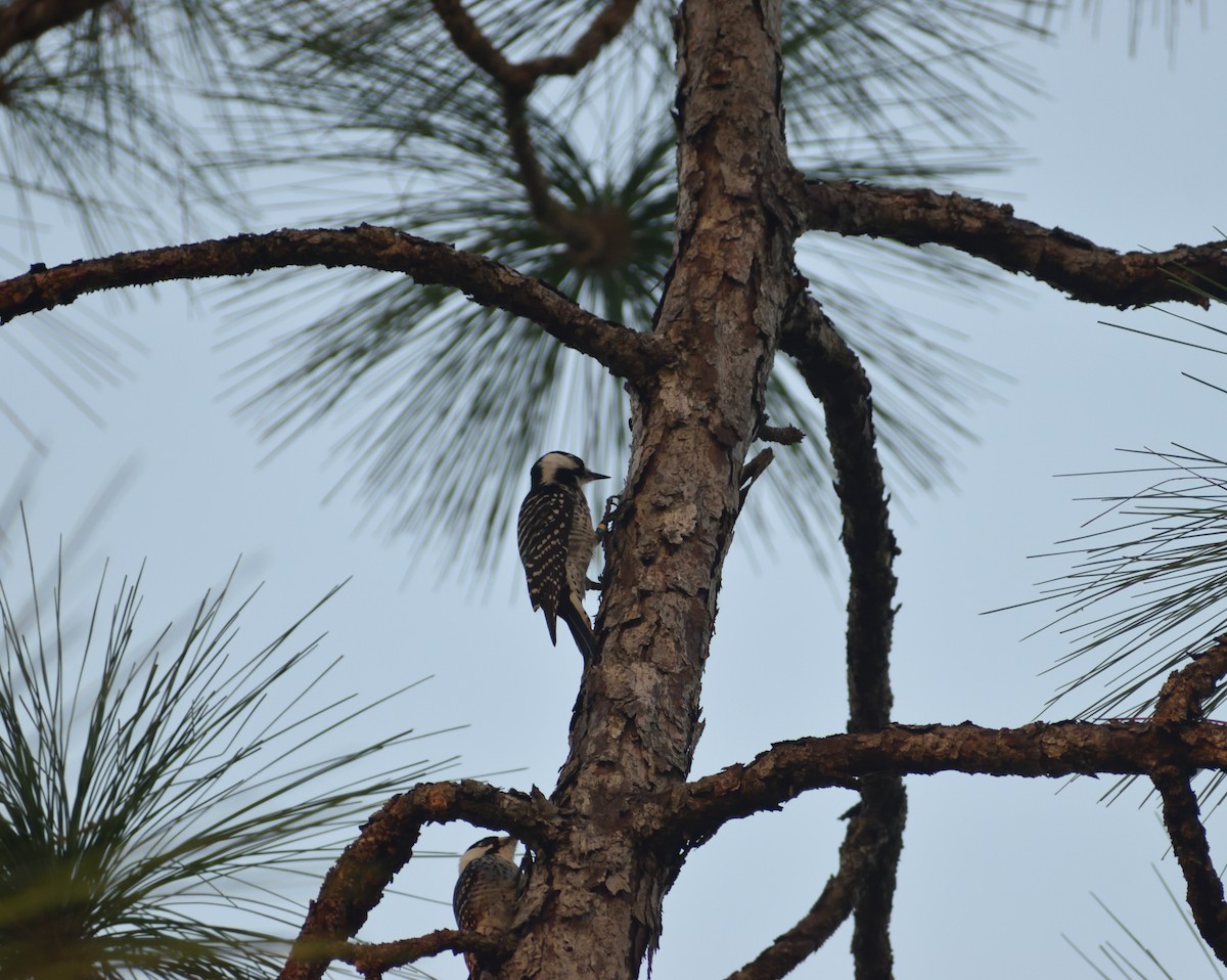 Red-cockaded Woodpecker - ML645751356