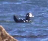 Harlequin Duck - ML645751360