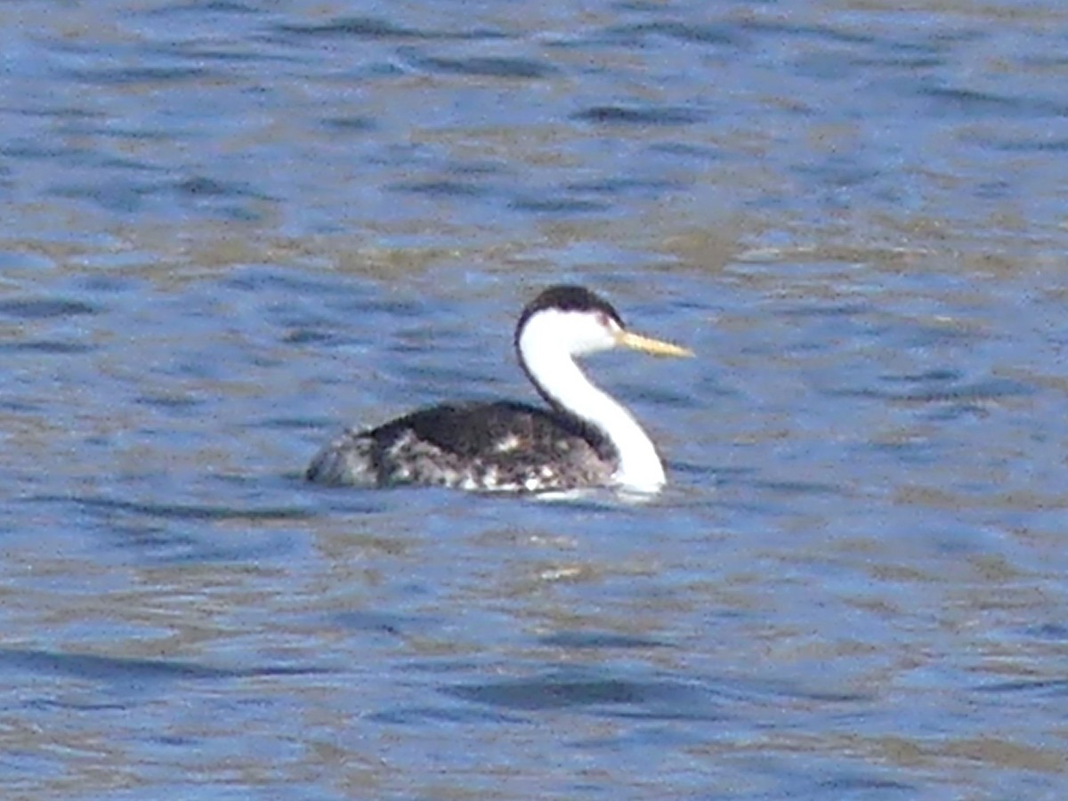 Clark's Grebe - ML645751362