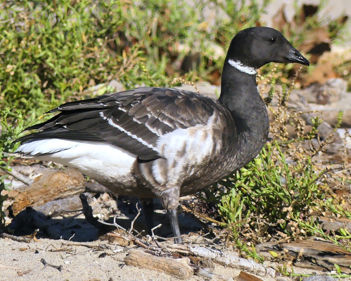 Brant - ML645751366