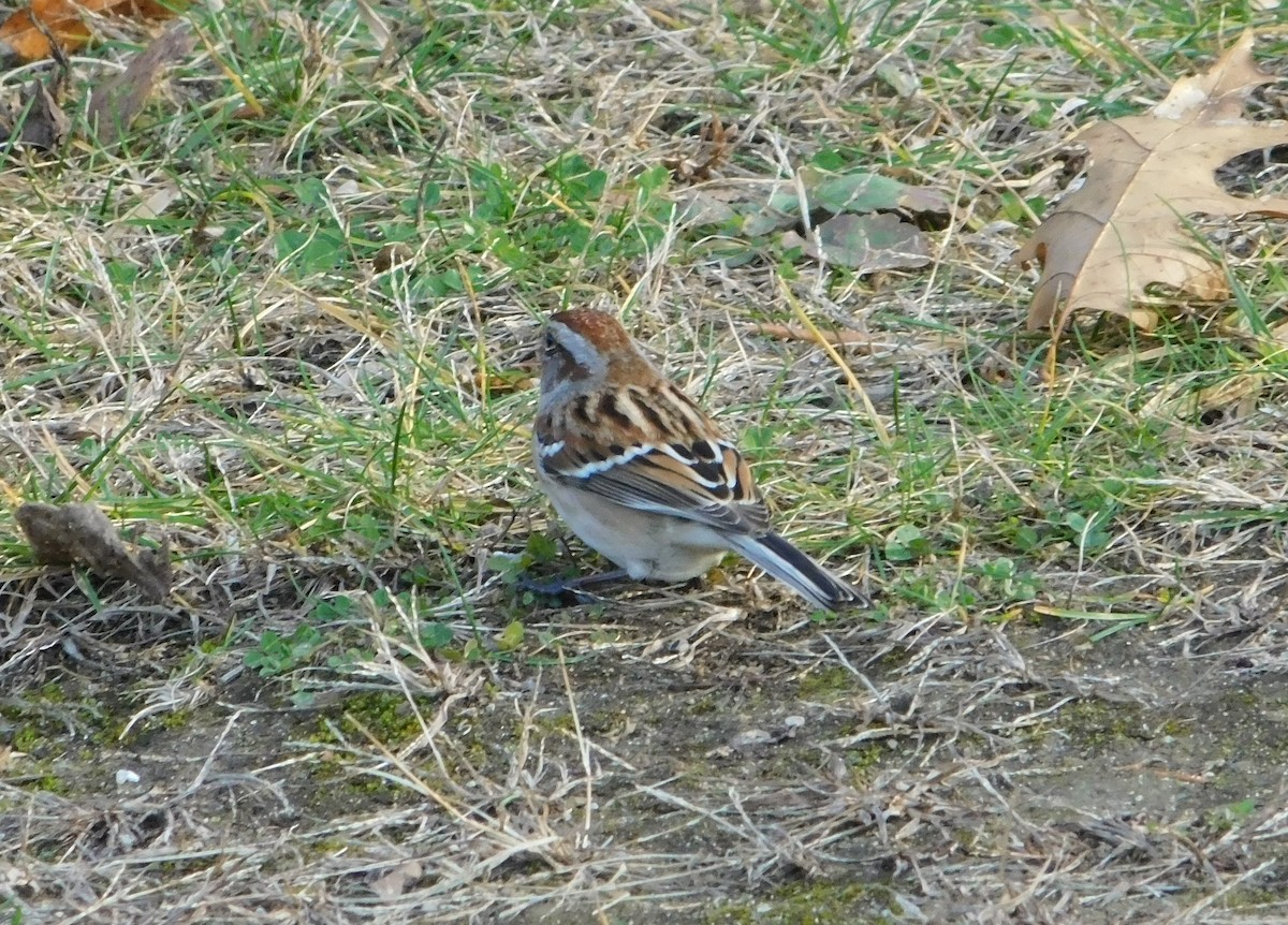 American Tree Sparrow - ML645751368
