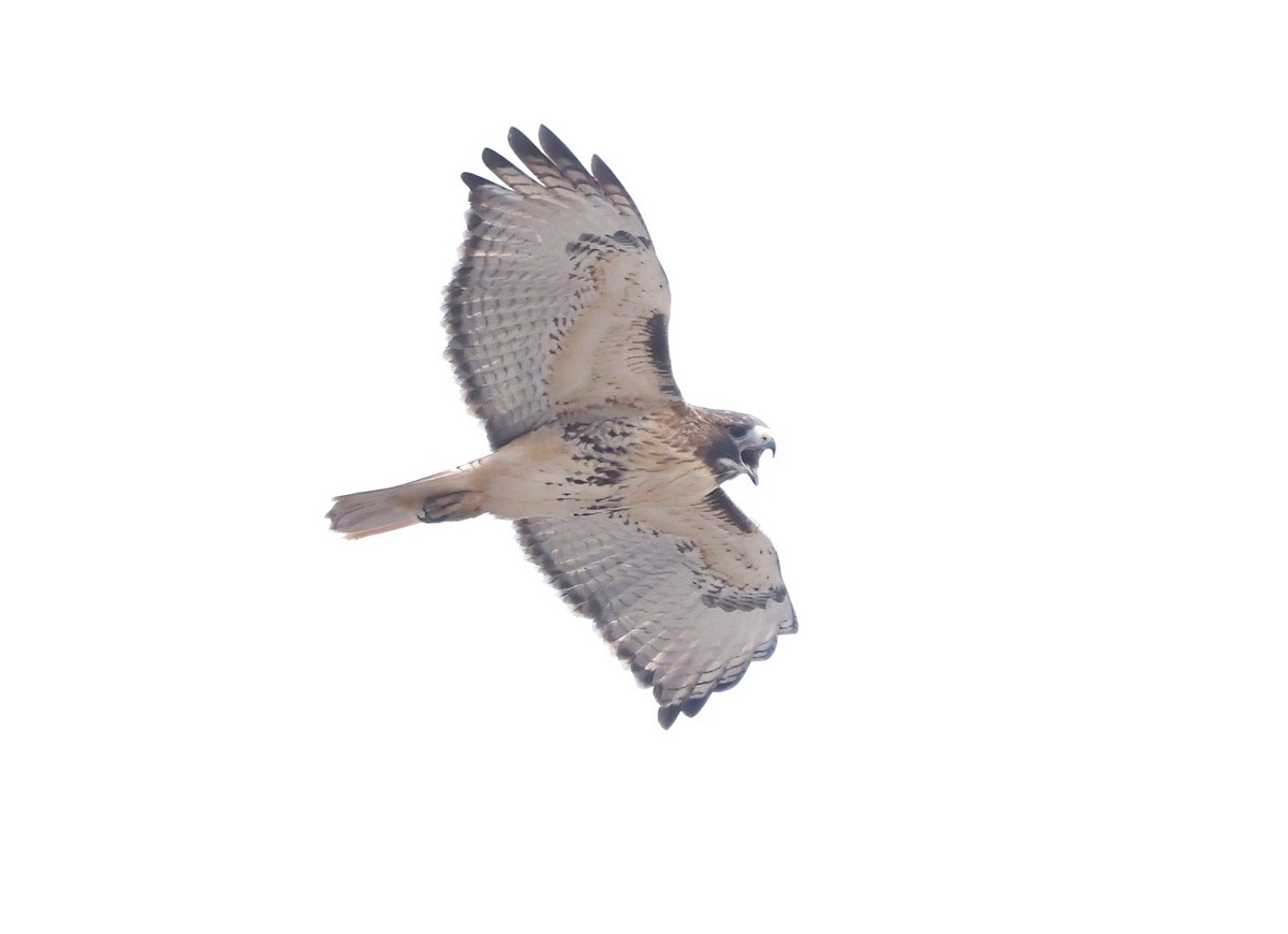 Red-tailed Hawk - ML645751372
