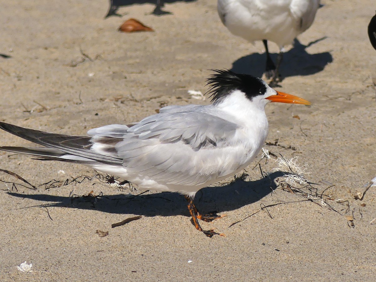 Elegant Tern - ML645751375