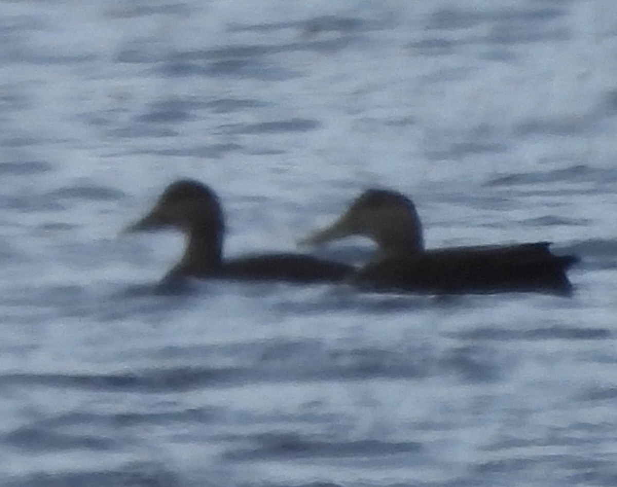 American Black Duck - ML645751376