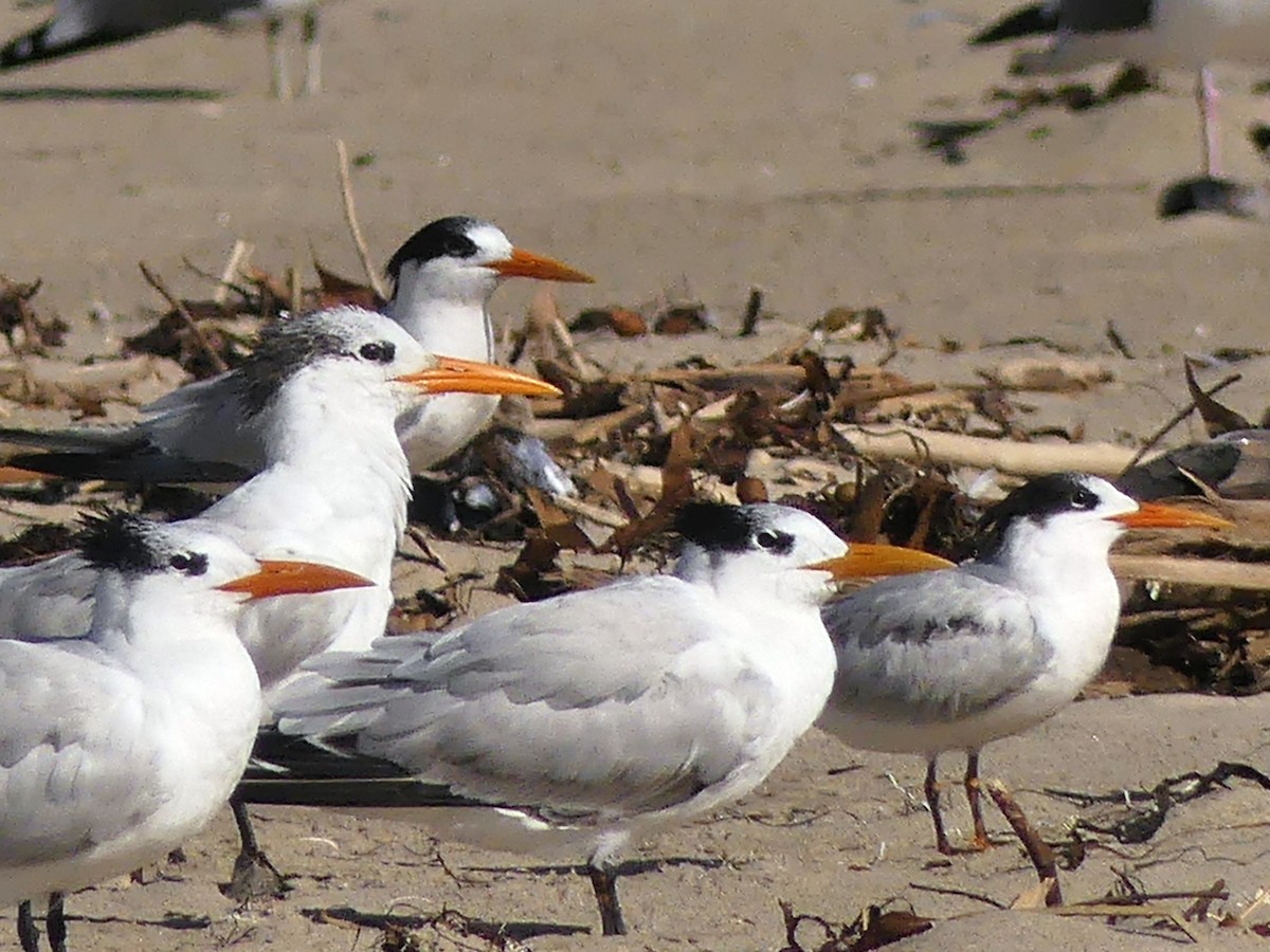 Royal Tern - ML645751382