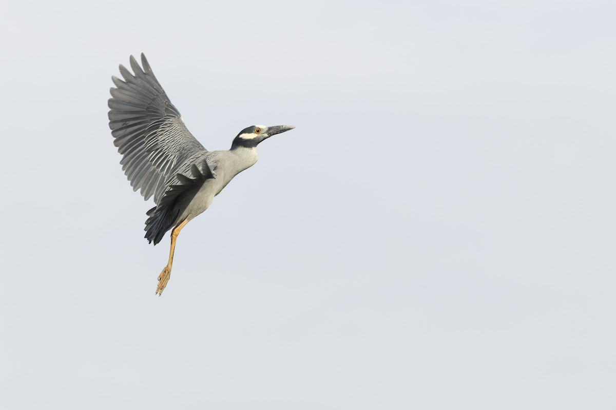 Yellow-crowned Night Heron - ML645751393