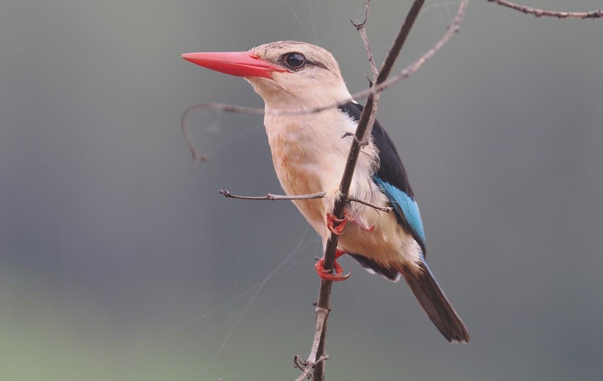 Brown-hooded Kingfisher - ML645751399