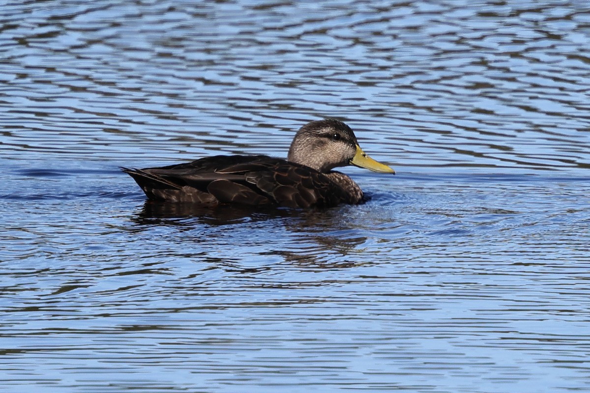 Ahate iluna - ML645751401