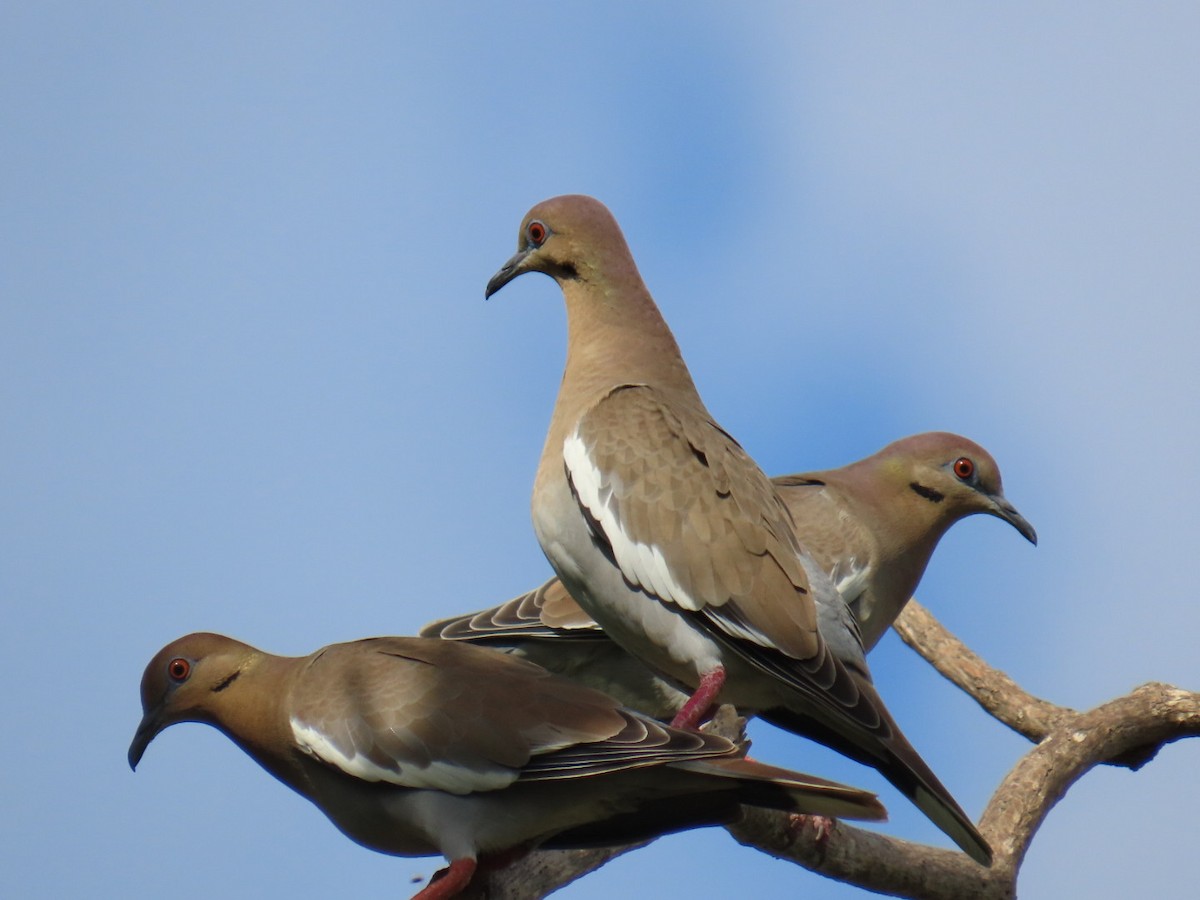 White-winged Dove - ML645751404