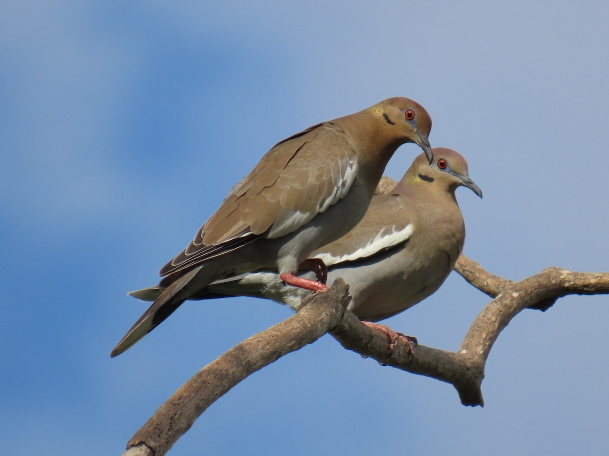 White-winged Dove - ML645751405