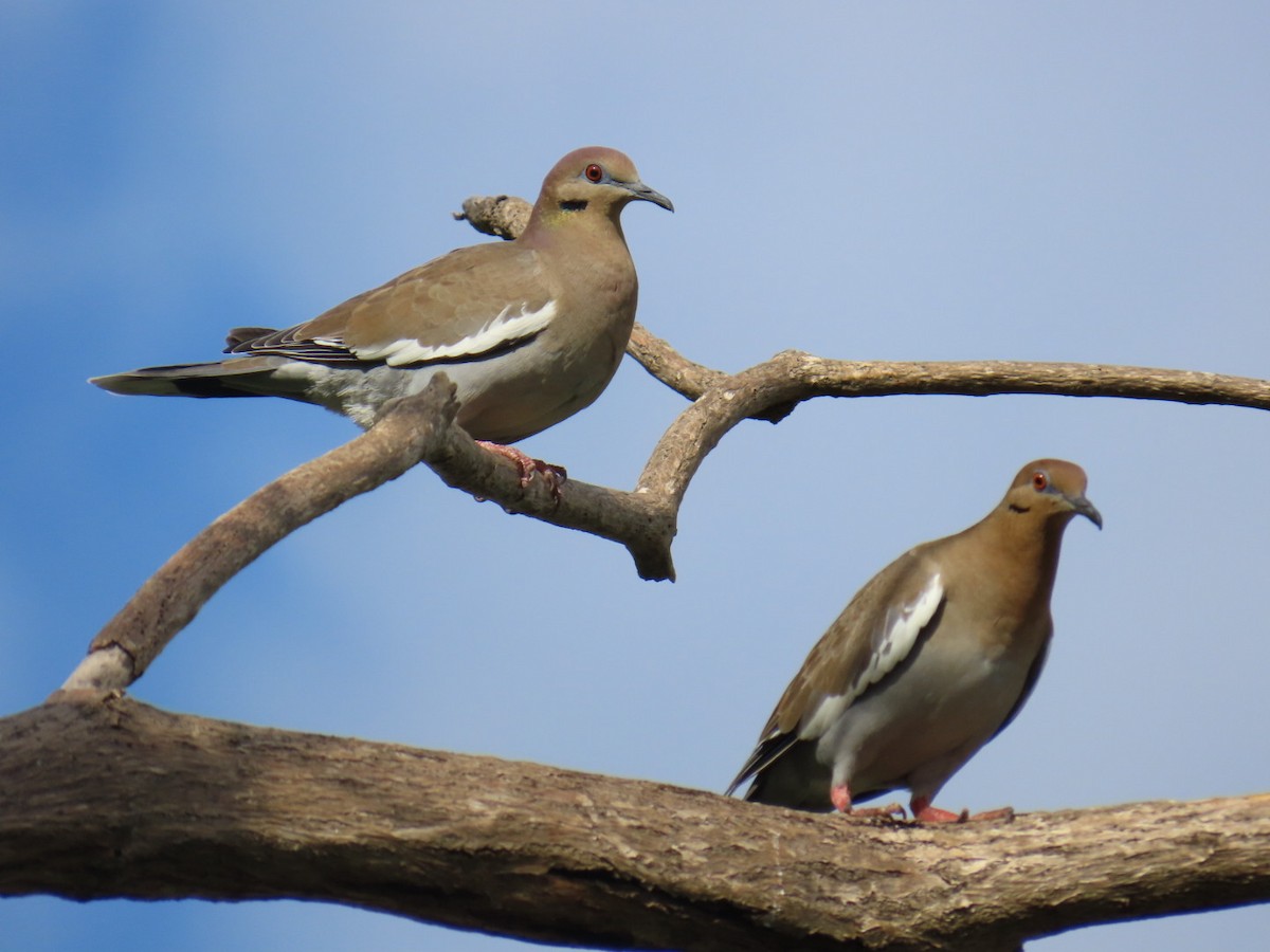 White-winged Dove - ML645751406