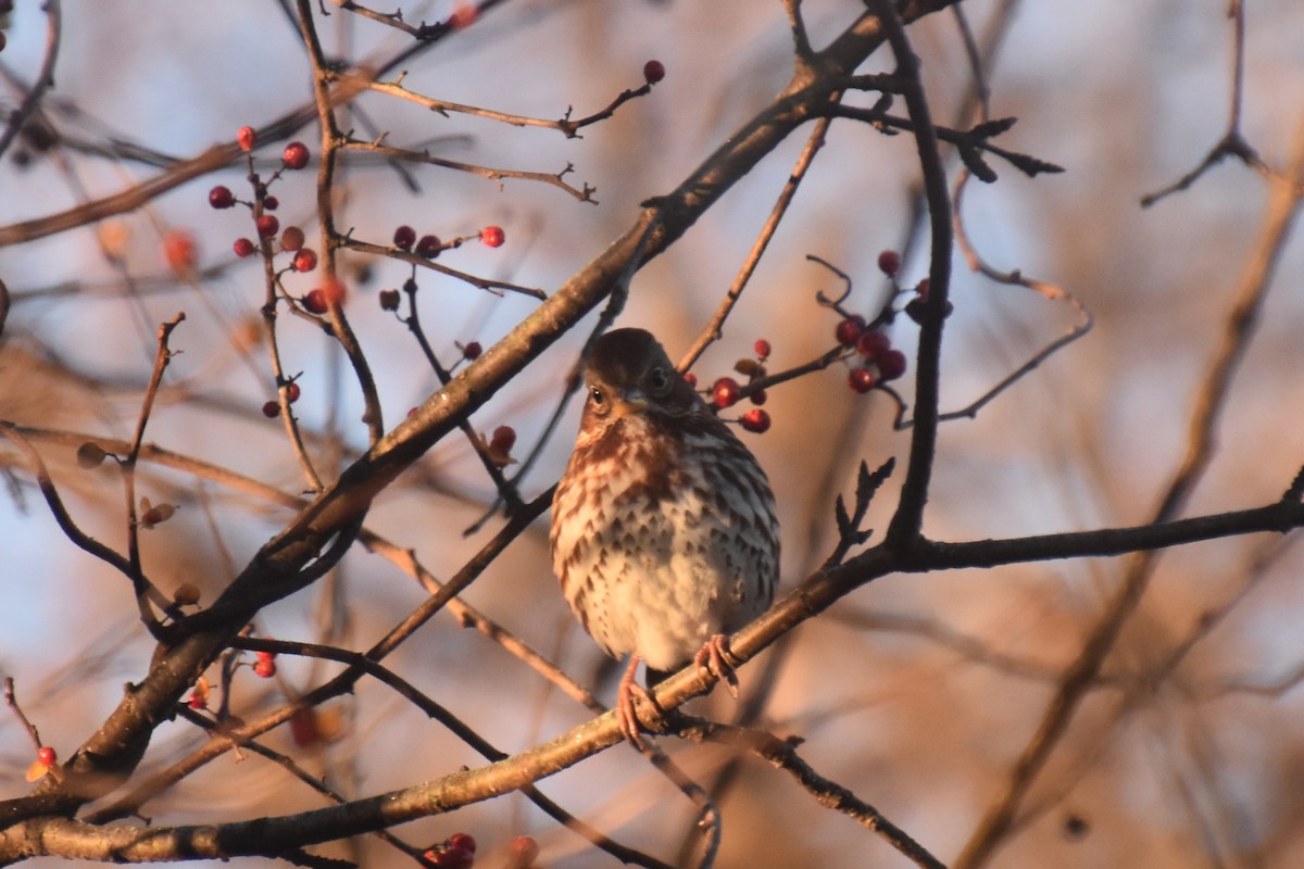 Fox Sparrow (Red) - ML645751408