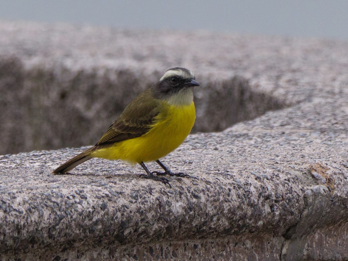 Social Flycatcher - ML645751410