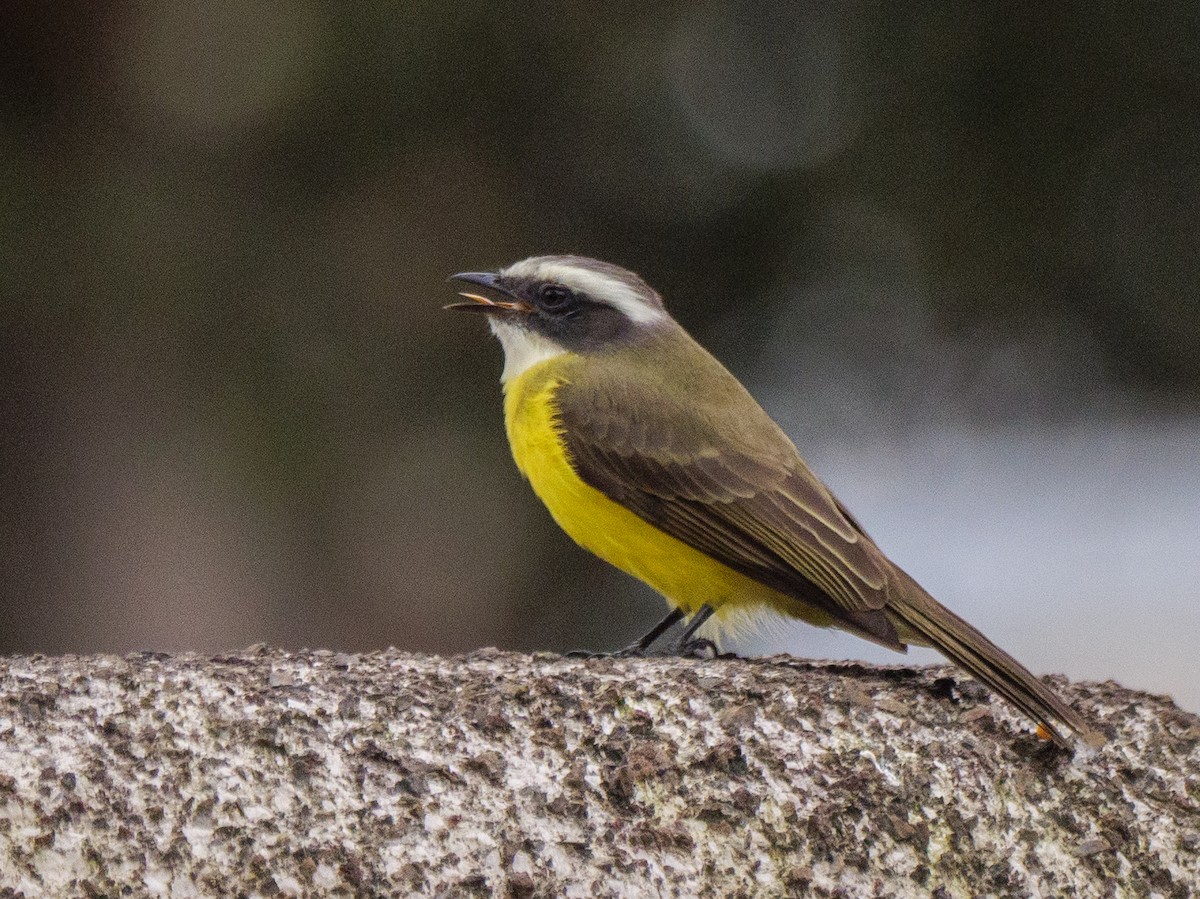 Social Flycatcher - ML645751411