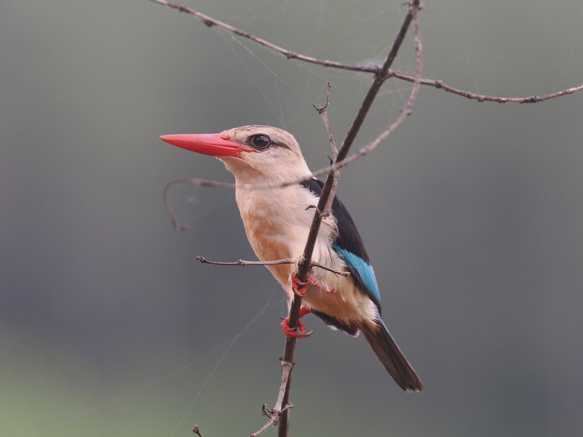 Brown-hooded Kingfisher - ML645751413